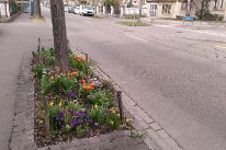 Baumrabatte mit blühenden Tulpen an Strasse